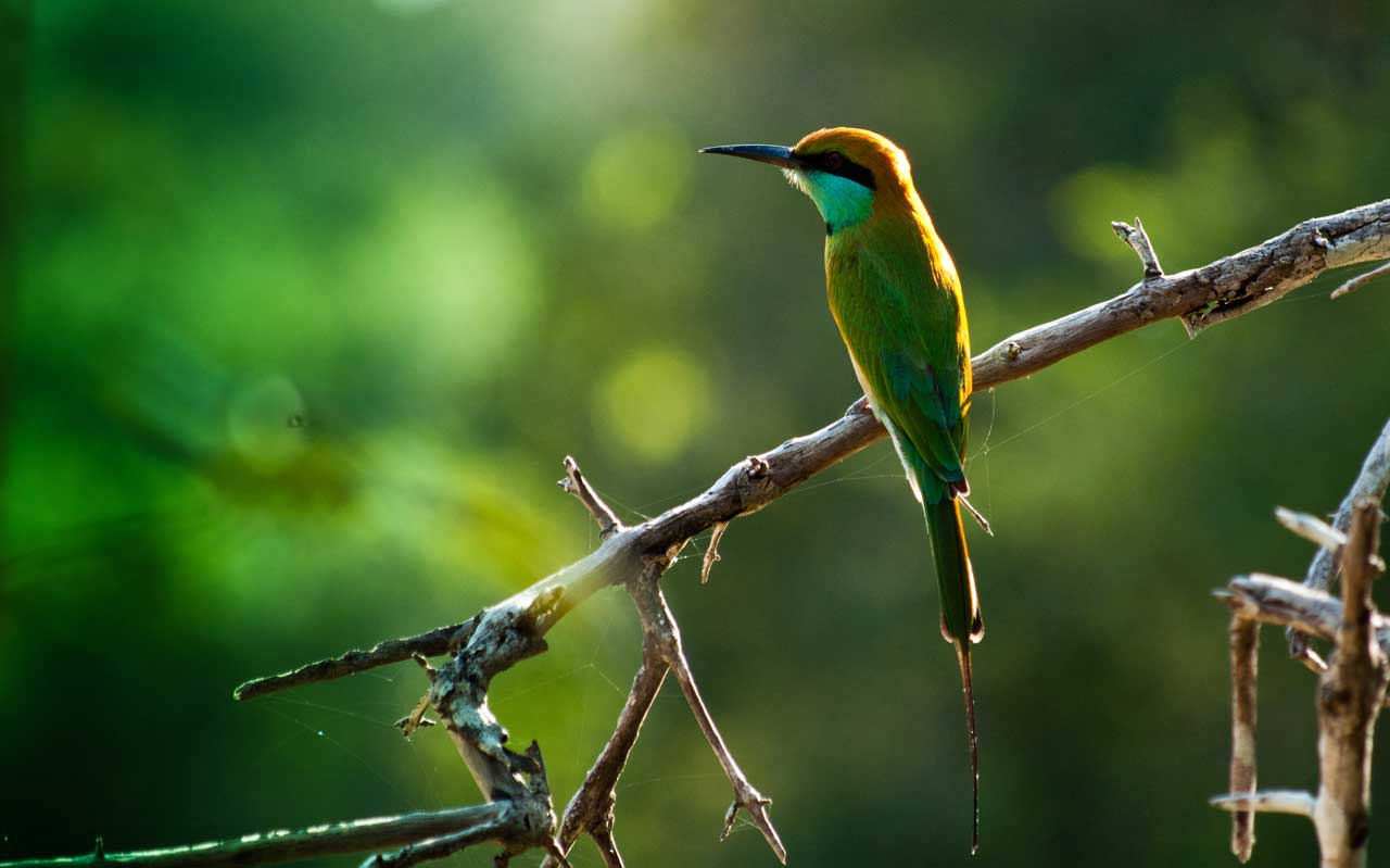 villa-araliya-tours-wilpattu-national-park