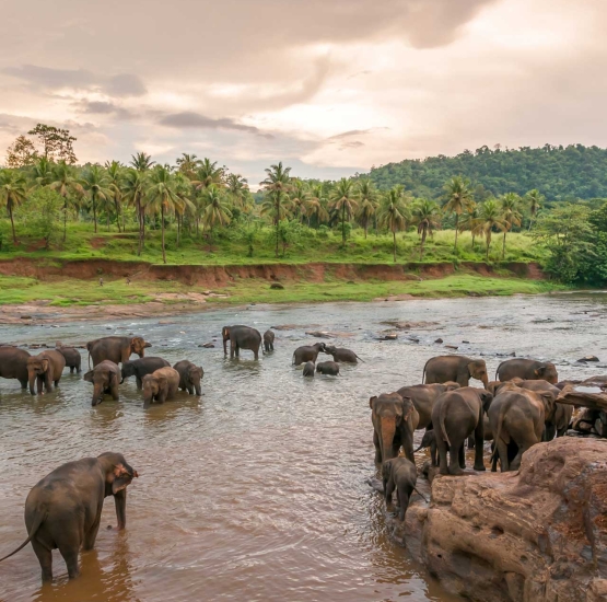 villa-araliya-tours-elephants
