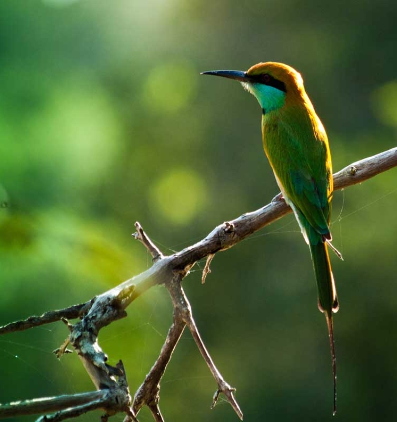 villa-araliya-tours-wilpattu-national-park